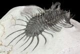 Spiny Quadrops Trilobite - Large For Species #69574-5